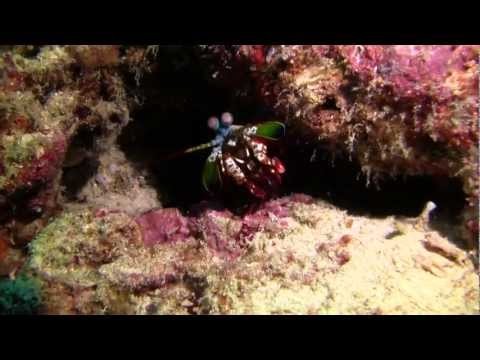 Mantis Shrimp very colorful