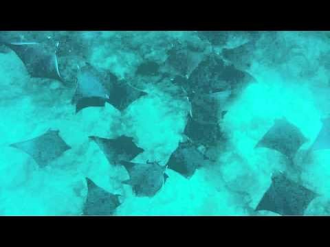 Snorkeling with Mobula Rays