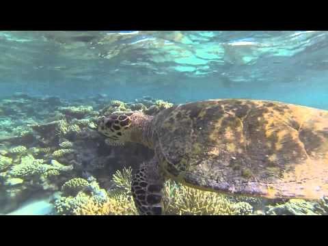 Diving with a turtle on the Maldives