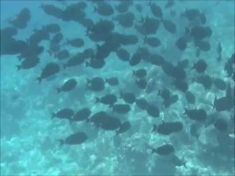 Kuramathi Reef Fish Maldives