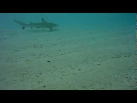 Shark Maldives (ÐÐºÑƒÐ»Ð° Ð½Ð° ÐœÐ°Ð»ÑŒÐ´Ð¸Ð²Ð°Ñ… Fihalhohi)