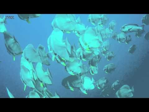 20130407 Dive 01 Maldives Batfishes