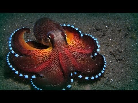 The Maldives octopuses