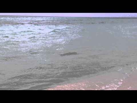 gangehi island resort maldives baby shark 1