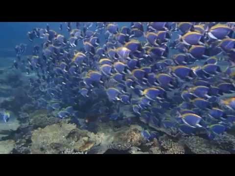 Powder blue surgeonfishã€€[Centara Grand Island Resort & Spa Maldives]