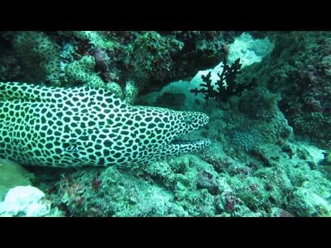Murena leopardo - Maldive atollo di Vaavu