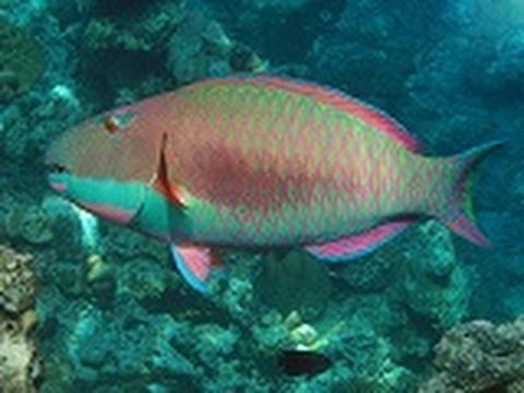 Fish feeding in Maldives à¹€à¸¥à¸µà¹‰à¸¢à¸‡à¸›à¸¥à¸²à¸—à¸µà¹ˆ Maldives HD