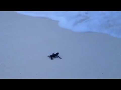 Maldives 2012 - Turtle Friend