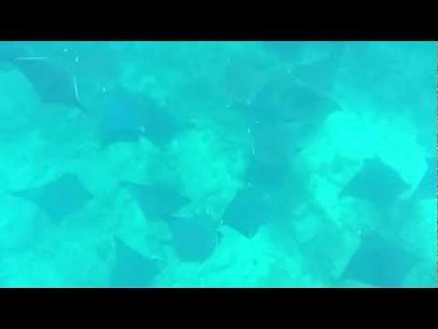 Snorkeling with Whitetip Reef Shark and Giant Trevally in Filitheyo