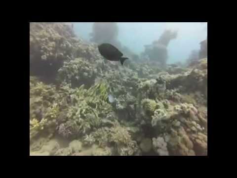 Maldives Diving #4