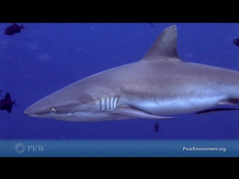 Maldives: Rain Forests of the Seas | Global 3000
