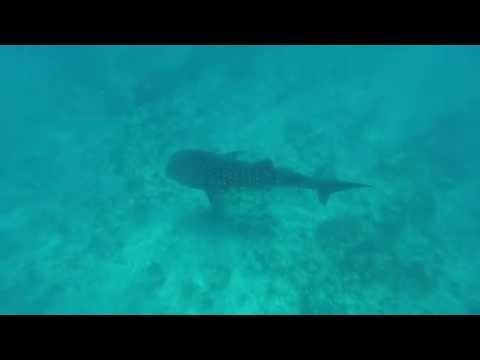 South Ali Atoll - Whale Shark by Maldives Experts