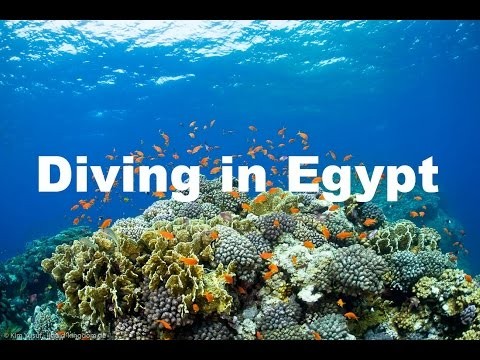 Diving In The Red Sea