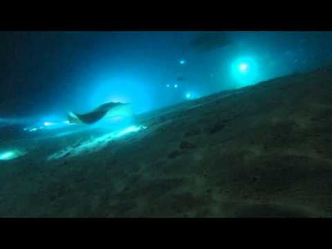 One of the Coolest Night SCUBA Dives Ever with Sharks and Rays - Maldives!