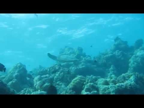SCUBA Diving with a Turtle in the Maldives