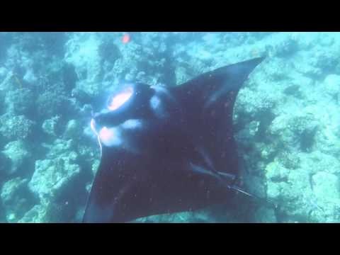 Free Dive with Mantas in Baa Atoll