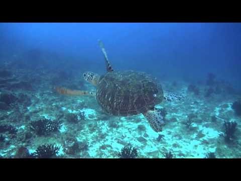 Scuba Dive in Maldives