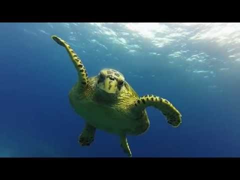 Turtle attack Gopro 4 during a dive in Maldives. Ninja turle Diving into th
