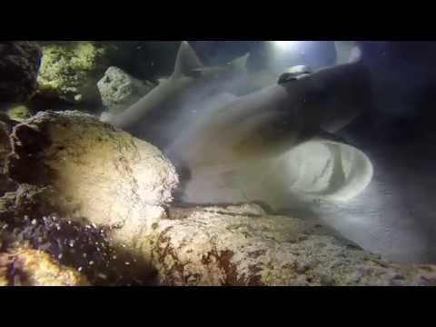 Nurse Shark/Stingray feeding at Alimantha Reef