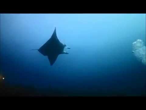 Maldives Dive Adventure 2014