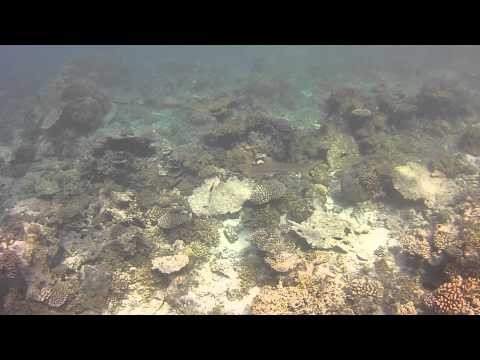 Reef Shark Buzz - Blacktip Reef Shark