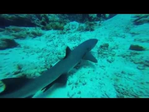 Shark Diving at Thoddoo and Rasdhoo