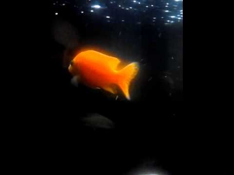 Aulonocara firefish lake malawi