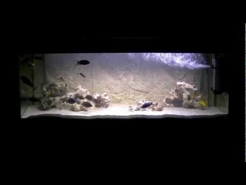 Mixed Malawi 6 Foot Cichlid Tank / Aquarium