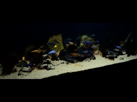 Malawi Membe Reef - Cichlids Feeding! (7 months)