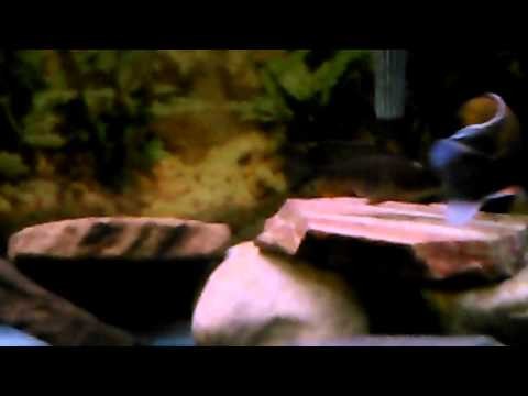 African cichlid breeding lake malawi otter pointt