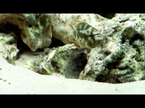 Junger nimbochromis livingstonii   SchlÃ¤fer
