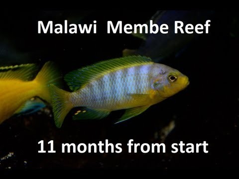 ep. 30 - Malawi Membe Reef 840L - 11 months from start