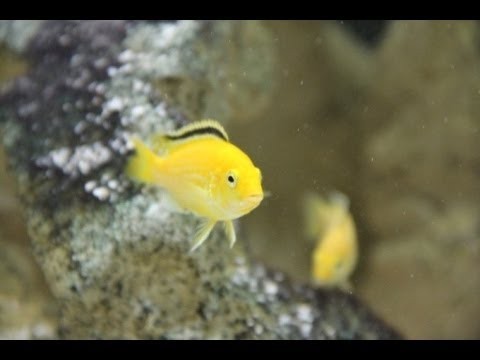 African Cichlids + Tropical Aquarium Timelapse! #7