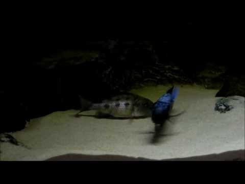 Fossorochromis rostratus mating ritual 29.09.2013..in HD