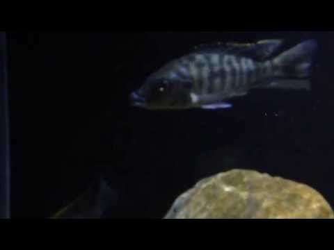 GoPro - Fish Tank Time Lapse First Try