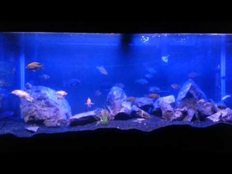 African chichlid tank update on both tank 10-26-13
