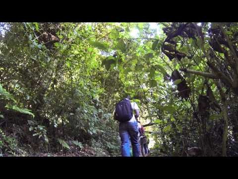 Ntchisi Rainforest Walk