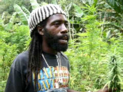 Plantacion de marihuana en Jamaica