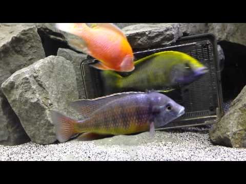 African Cichlids time out!