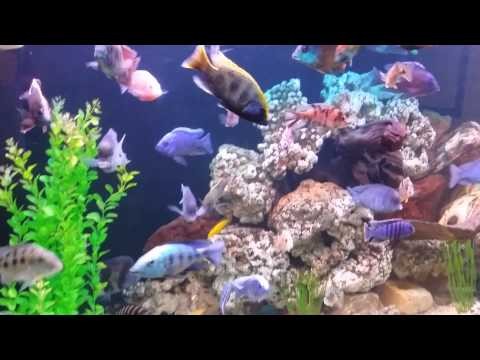 300 Gallons African cichlid aquarium Update.
