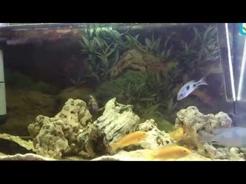 cichlid aquarium
