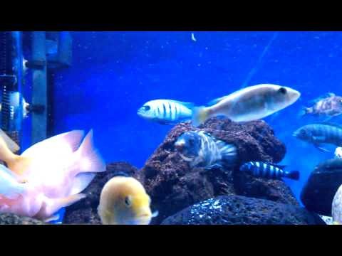 My cichlid aquarium Lake Malawi