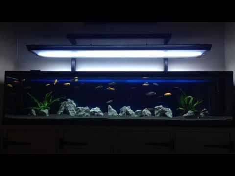 6ft custom Malawi cichlid aquarium.