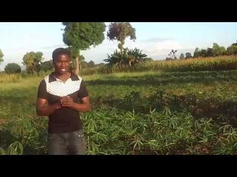 Our cassava field in Mchinji District