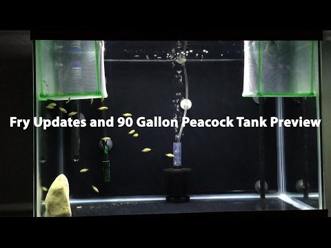 Fry Updates and 90 Gallon Peacock Tank Preview