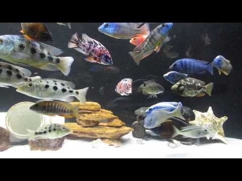 Peacock and Hap African Cichlids