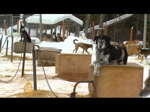 Alaska sled dog race half way through