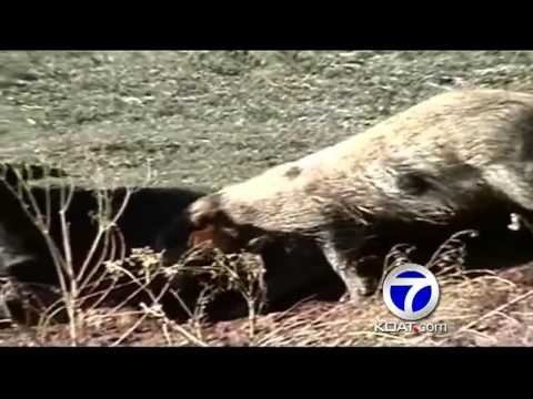 Feral hogs invade NM