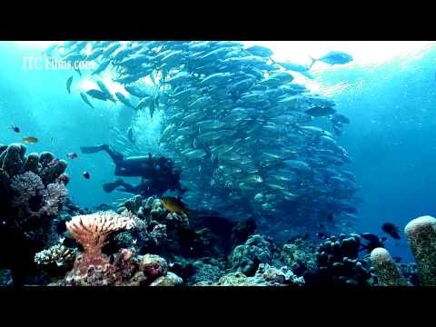Exploring the underwater reefs in Malaysia with Mandy Lieu and Mark Houghto