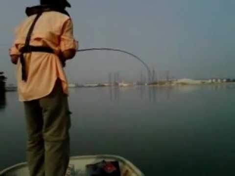 Peacock Bass Fly Fishing @ Taman Tasik Prima